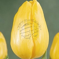 Тюльпан Strong Gold 10шт