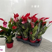 Антуриум Бандерола Роя d17 h60 6шт