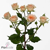 Роза кустовая Rosanella дл.50 10шт