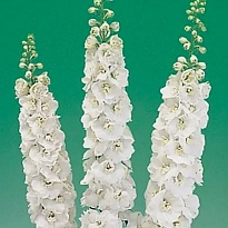 Дельфиниум Aurora White 5шт