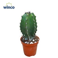 Кактус Лофоцереус Шотта d5 h10 20шт