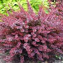 Барбарис (Berberis) тунб. Арлекин d9 h20-30 18шт