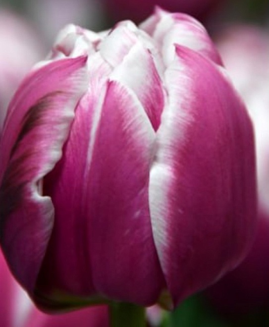 Тюльпан Do Joser 50шт