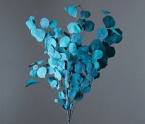 Эвкалипт Цинерия сухоцвет, 100г, изумрудный