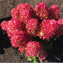 Гортензия (Hydrangea) метельчатая Ливинг Литтл Рози 5л h40-50 1шт