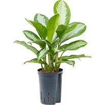 Аглаонема Сильвер Мун d19 h60 3шт