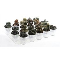 Кактус микс Цинк Пот d7 h10 16шт