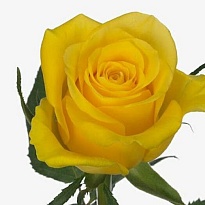 Роза Moonwalk дл.50 10шт