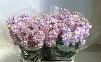 Маттиола Impala Cherry Blossom 10шт