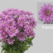 Хризантема кустовая Fianna 5шт