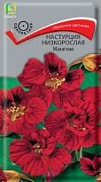 Настурция низкорослая Махагони 1г /Поиск