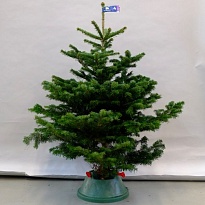 Пихта Nordmann Classic сруб h125-150 см (4)