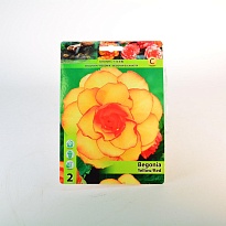 Бегония Пикоти Жёлто-красная 5/6 2шт*