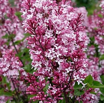 Сирень (Syringa) Мейера Флауэрфеста Пинк d17 1шт