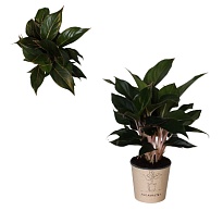 Аглаонема Сапфир d12 h30 4шт