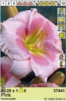 Лилейник Розовый 1шт*