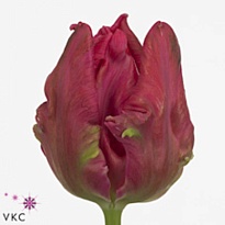 Тюльпан Marvel Parrot 50шт