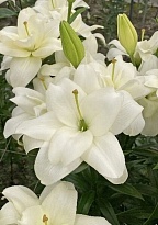 Лилия La Belvedere 5+ 10шт