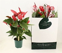 Антуриум Мелодия Ибис d21 h90 4шт