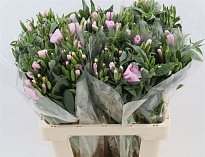 Годеция Grace Pink 10шт