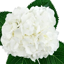 Гортензия White d22 дл.80 1шт