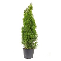Туя (Thuja) западная Смарагд 20л h120-140 1шт
