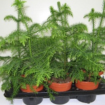 Араукария d14 h30 7шт