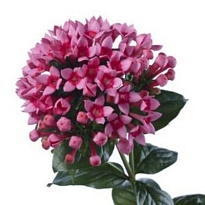 Бовардия Royal Ruby Red 