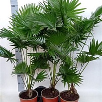 Ливистония Ротундифолия d24 h120 1шт