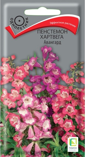 Пенстемон Хартвега Авангард 0,05г /Поиск