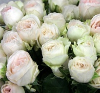 Роза Miss Bombastic кустовая (Ц) дл.50 10шт/уп