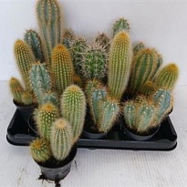 Кактус Маммилярия Бокасана d8 h10 14шт
