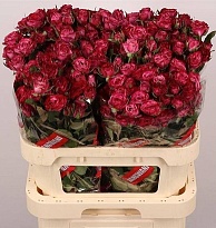 Роза кустовая Purple Queen дл.80 10шт