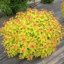 Спирея (Spiraea) японская Голден Принцесс d9 h10-20 18шт