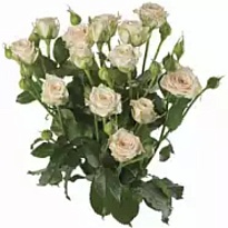 Роза Таня кустовая (МЦ) дл.70 10шт/уп