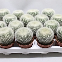 Кактус Нотокактус Хазельберга d7 h10 12шт