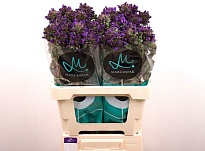 Кампанула Glom Bellanova Blue 10шт