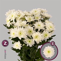 Хризантема кустовая Pastela Cava 5шт