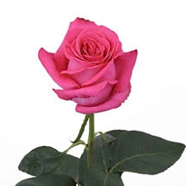 Роза Flor Hermosa Pink Floyd дл.80 25шт