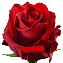 Роза Adara Roses Explorer дл.70 25шт
