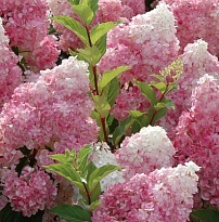 Гортензия (Hydrangea) мет. Ангел Блаш d17 h40-60 (СГ) 1шт