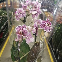 Орхидея Фален. Мультифлора микс 2 ст d12 h50 12шт