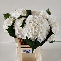 Гортензия White Verena дл.60 d23 1шт