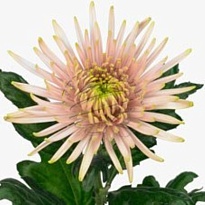 Хризантема одноголовая Anastasia Star Pink 10шт