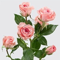 Роза кустовая Odilia дл.60 10шт