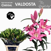 Лилия or. Valdosta 4+10шт