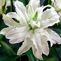 Лилия Dbl Snowboard 4/5+ 10шт