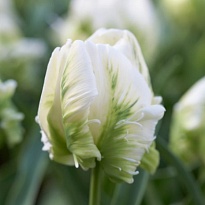 Тюльпан Parrot 10шт