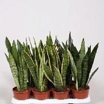 Сансевиерия микс d14 h50 7шт
