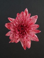 Краска для срезанных цветов №13 1л клюквенный